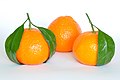 Mandarin orange is a true species (Citrus reticulata); it is one of the progenitors of most cultivated citrus