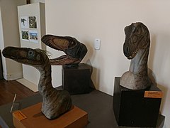 Recreation of dinosaur heads
