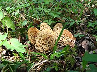 Yellow morels in France