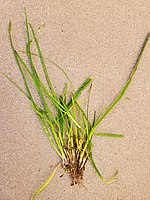 Perennial ryegrass, used as winter lawn.[9]