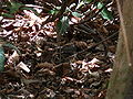 Weißaugendrossling Blackcap Babbler