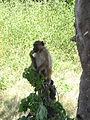 A monkey in Chobe national park, Botswana