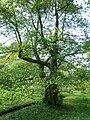 An Alnus serrulata or hazel alder tree in Arboretum.