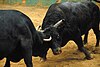 Tōgyū bullfight