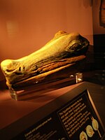 A Calusa wood carving of an alligator head excavated in Key Marco in 1895, on display at the Florida Museum of Natural History