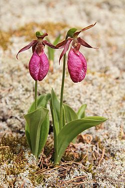 Pink Lady's Slipper orchid