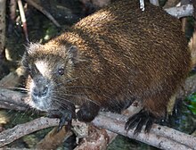 Desmarest's hutia (Capromys pilorides), a member of a rodent family known only from the Caribbean.