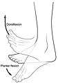 Dorsi and plantar flexion of the foot