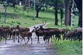 Herd of Deer, Nagarahole