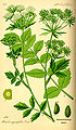 Lesser water parsnip or sium, Berula erecta