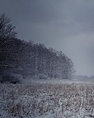 Winter Forests at Knox Farm