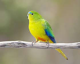 A small, long-tailed, green bird with a blue forehead and an orange belly perches on a branch