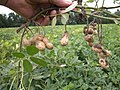 Peanuts: an indehiscent subterranean legume fruit