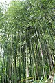 P. bambusoides 'Violascens'