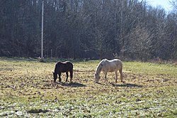 Horses in a pasture east of Caldwell