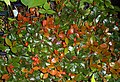 Dense growth with berries and red-tinged new leaves