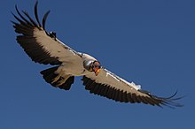 king vulture flying