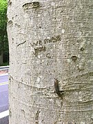 Message reading "we miss you" carved into a tree, with no dates or names accompanying it. Found in Patapsco, Maryland. Other carvings on this tree date between 1970s and present time
