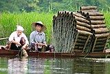 Traditional fish traps, Hà Tây, Vietnam