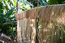 Abacá banana leaf fibres drying