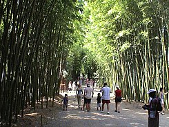Bambouseraie de Prafrance