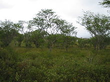 Scrubland with grasses and low bushes