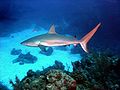 Image 73A Caribbean reef shark cruises a coral reef in the Bahamas. (from Coral reef fish)