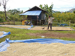 Coffee drying on the Bolaven Plateau