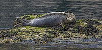 grey seal lying on rocky islet in a grey calm sea