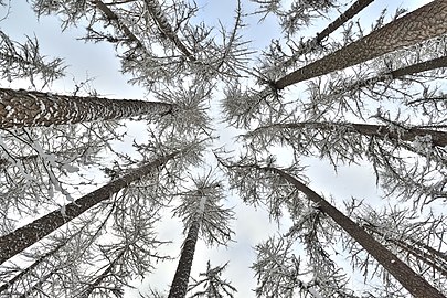 Crowns of Siberian larch in winter