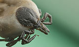 Tick (Ixodes ricinus), an arachnid for comparison