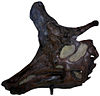 Lambeosaurus lambei skull