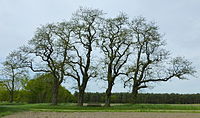 Naturdenkmal Baumreihe mit 4 Robinien (ND-H 074)