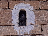 Traditional nest box for Columba guinea in the wall of a homestead in Zerfenti (Ethiopia)