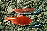 Pacific sockeye salmon