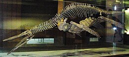 mounted skeleton in approximately side view
