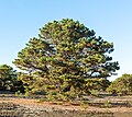 Pitch pine on Long Island in New York, USA