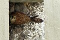Common kestrel nest