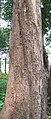 Pterocarpus marsupium bark