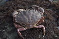 California rock crab(Romaleon antennarium)