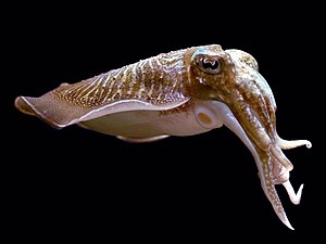 The common cuttlefish (Sepia officinalis) is the best-known cuttlefish species