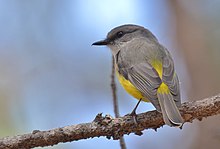 A grey and yellow bird sitting on a small branch