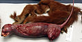 2. Animal is Skinned. Notes on internal organs are recorded