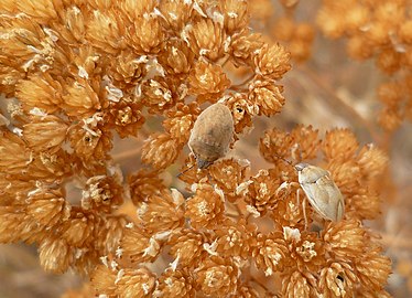 Dry flowers with Hemiptera