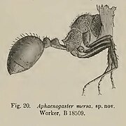 Aphaenogaster mersa 10 Aug 2014
