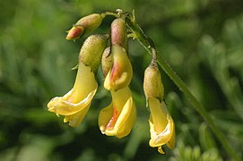Hänge-Tragant (Astragalus penduliflorus)