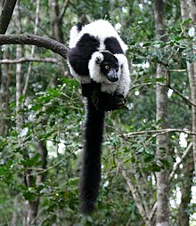 Black-and-white ruffed lemur resting on a branch