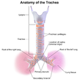 Anatomy of the trachea