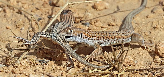 Bosc's fringe-toed lizards Acanthodactylus boskianus ♂♀ Jordan