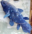 Model of a coelacanth, thought until 1938 to be extinct. They are deep blue.